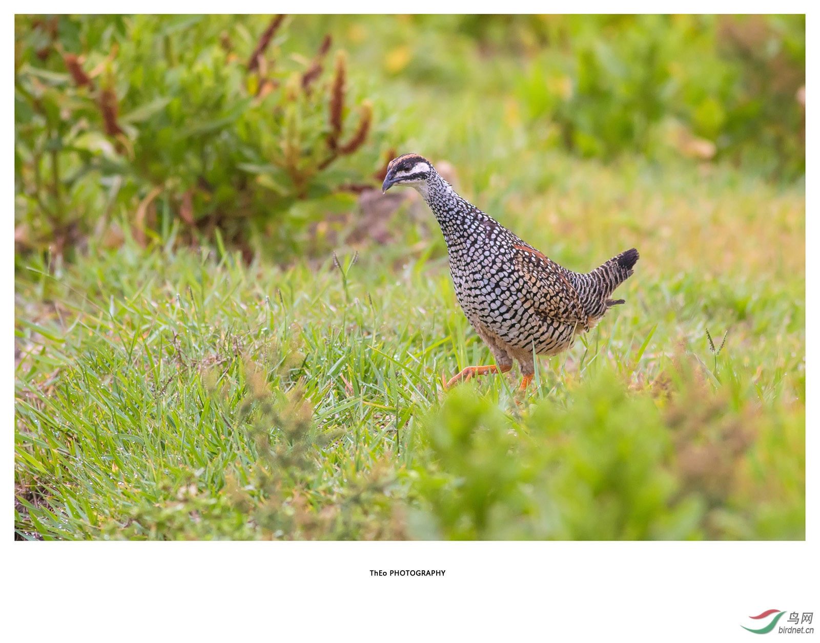 再见了中华鹧鸪