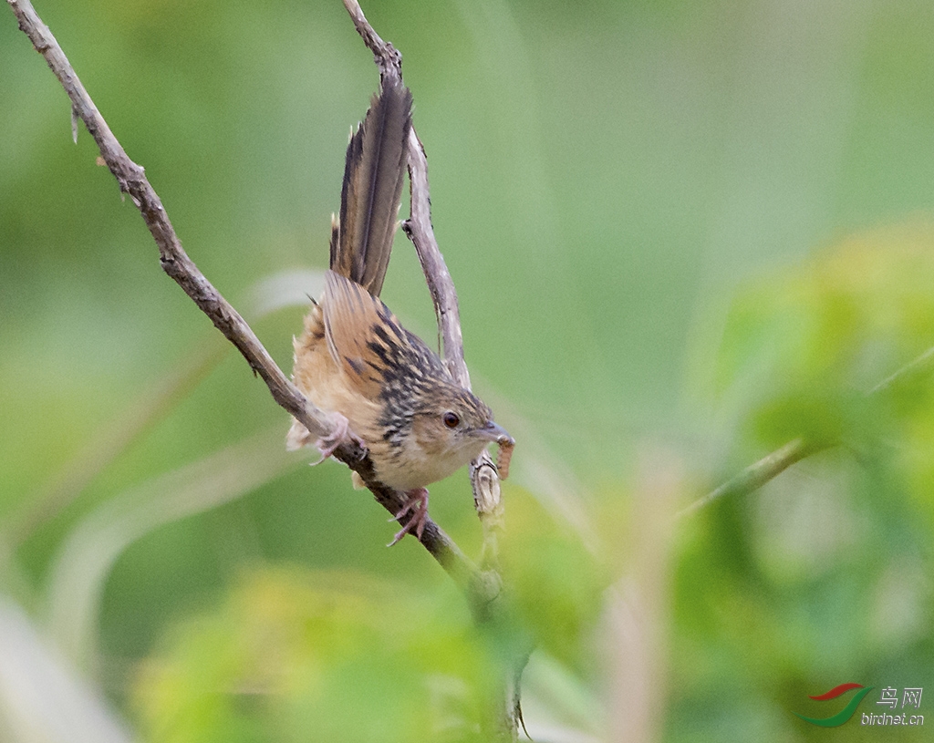 几张中华大草莺