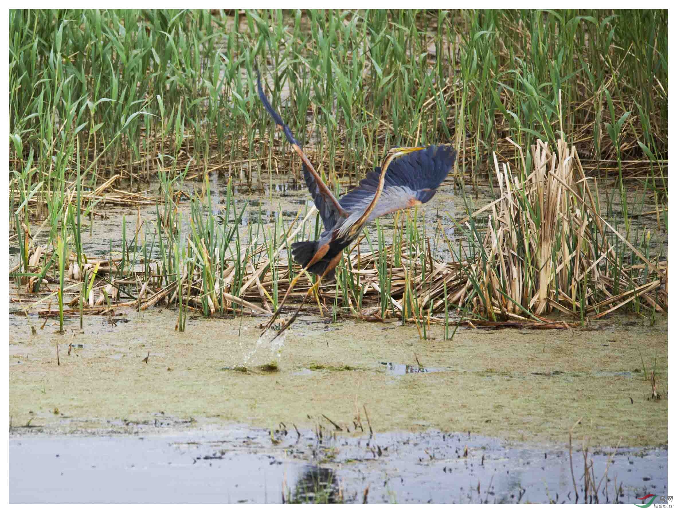 起飞的草鹭