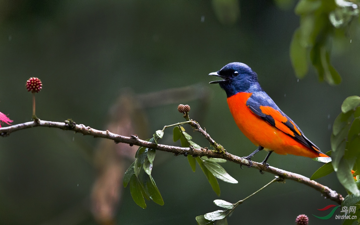 热带雨林里的赤红山椒鸟