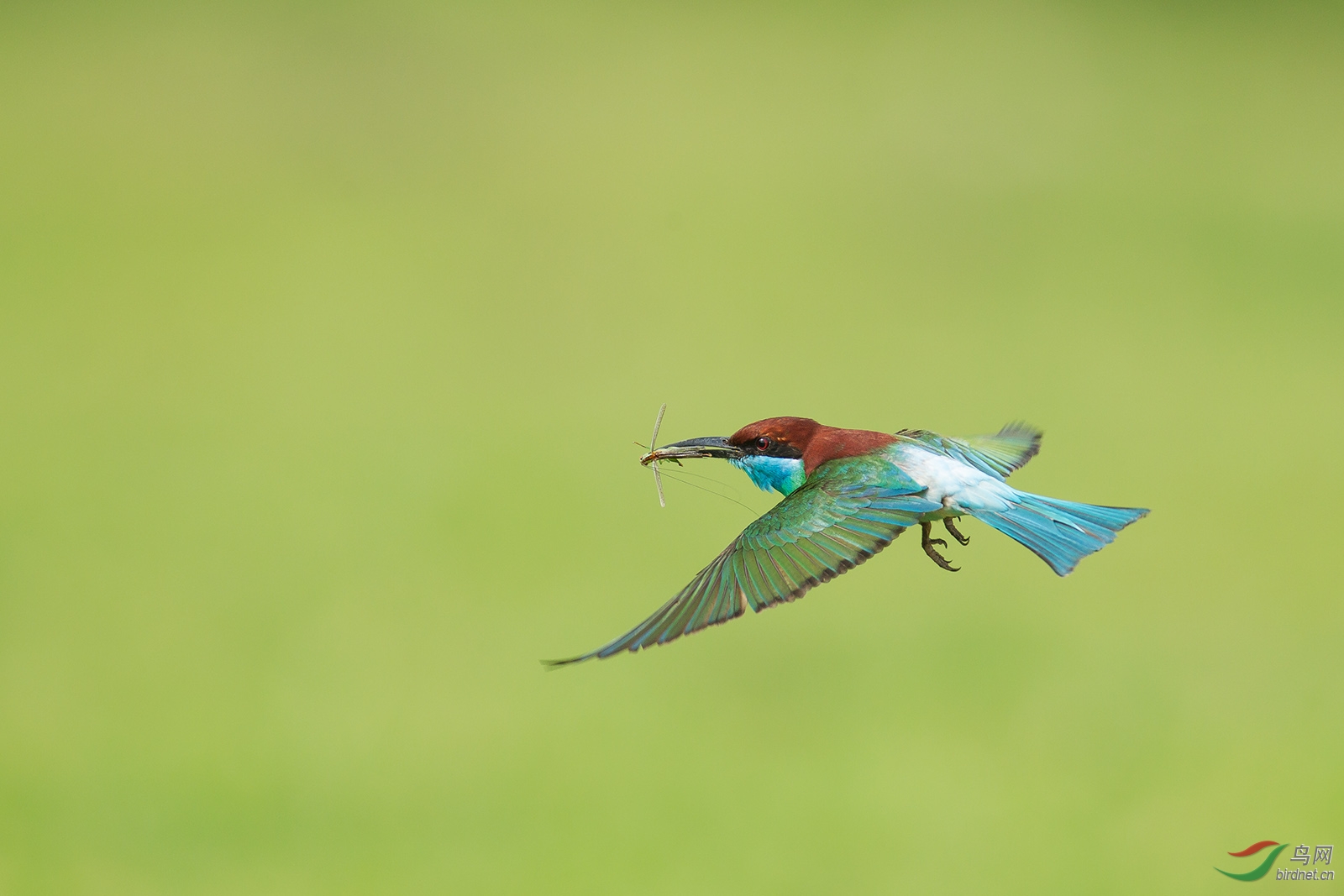 飞虎- 江苏版 jiangsu 鸟网