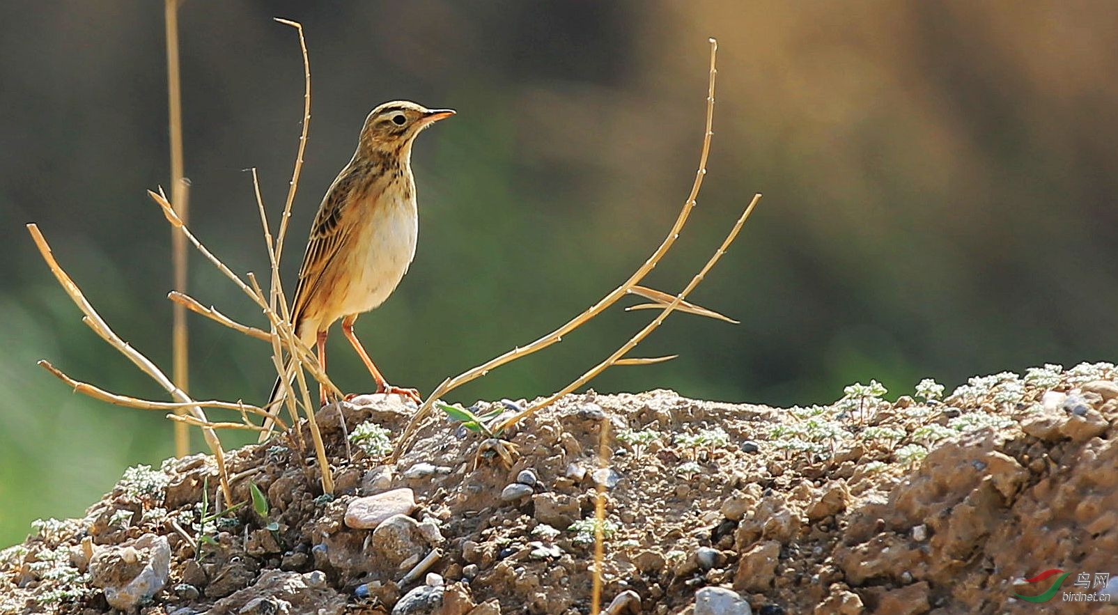 这到底是理氏鹨还是布氏鹨