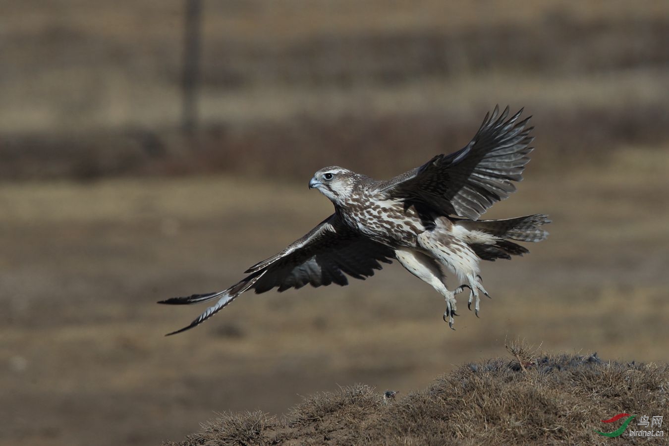 猎隼起飞