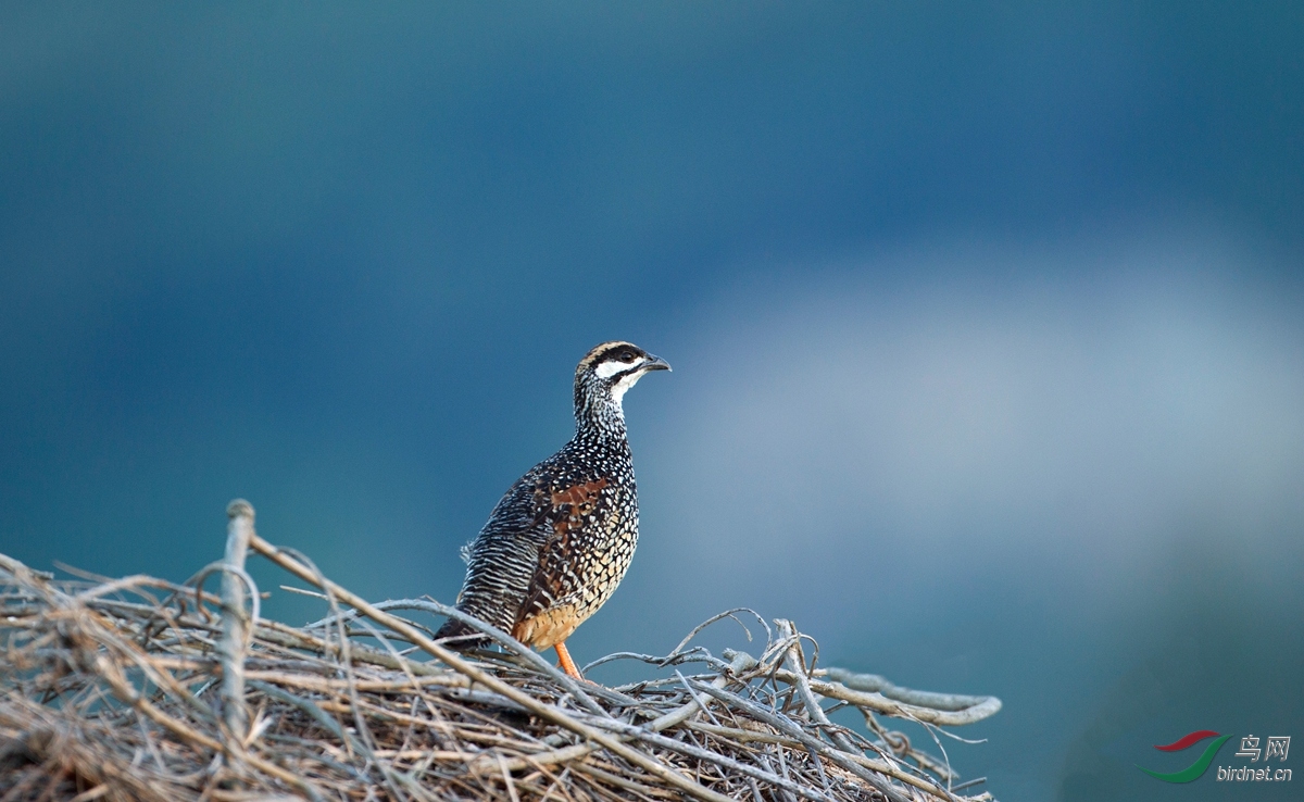 鹧鸪最痴情 - 广东版 guangdong鸟网