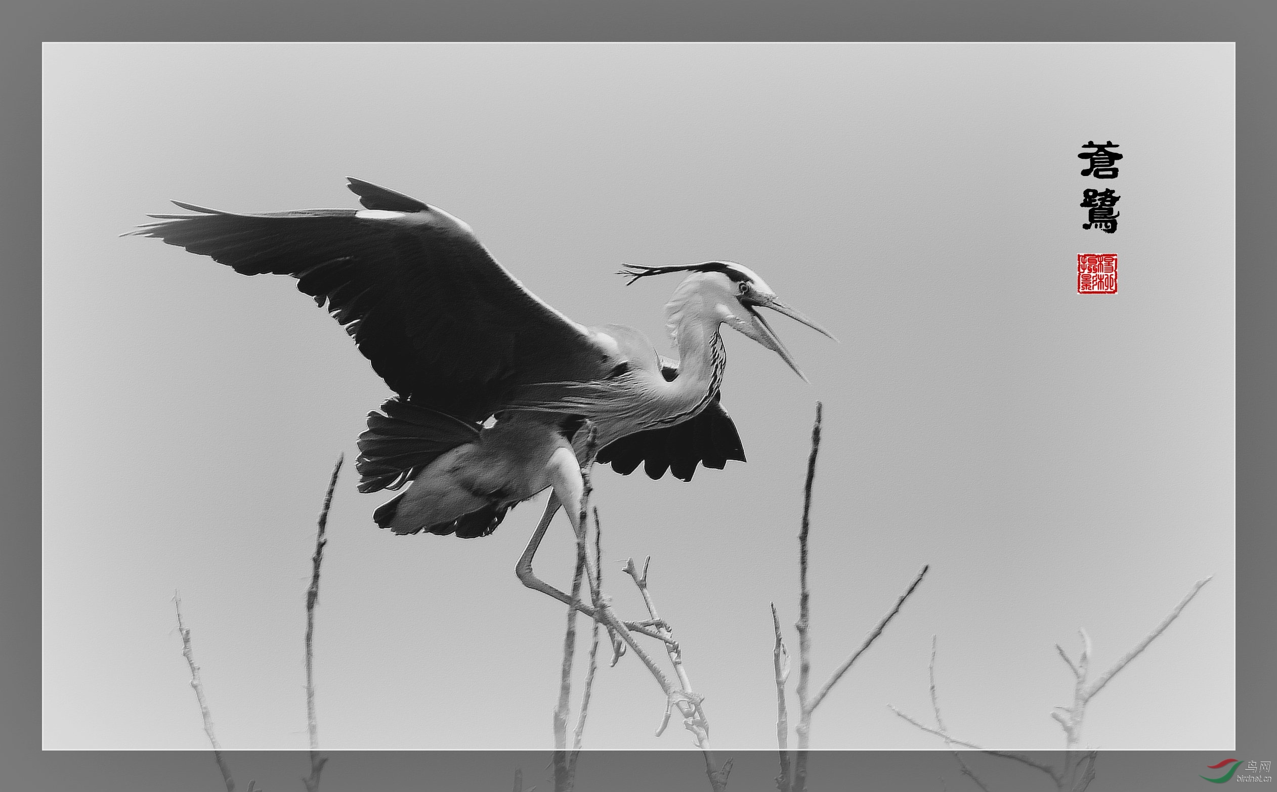 水墨苍鹭