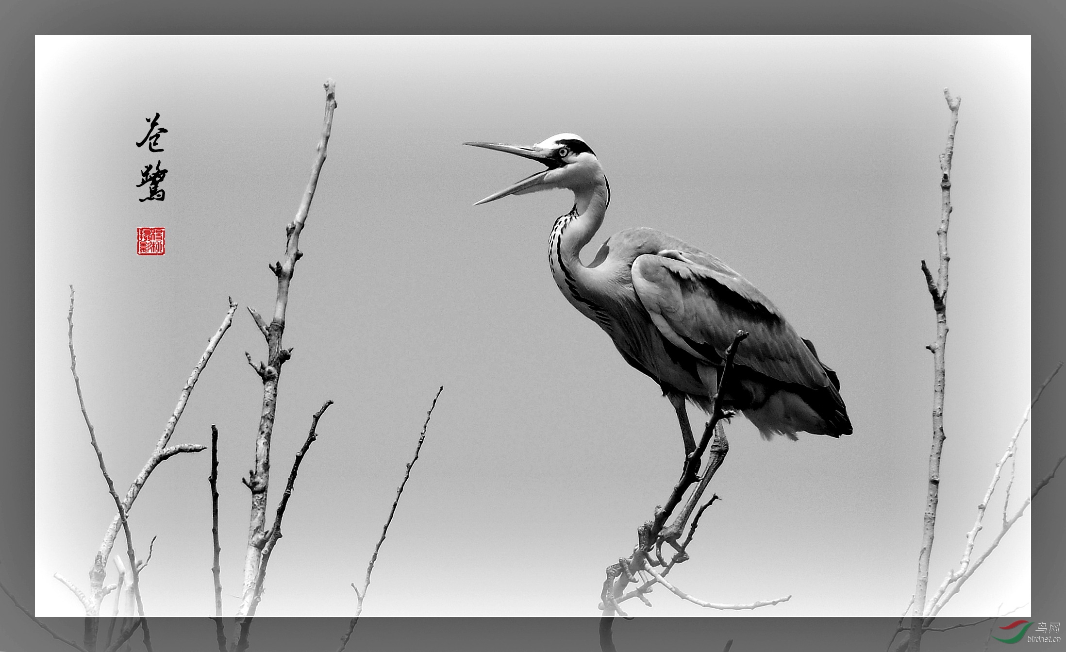 水墨苍鹭