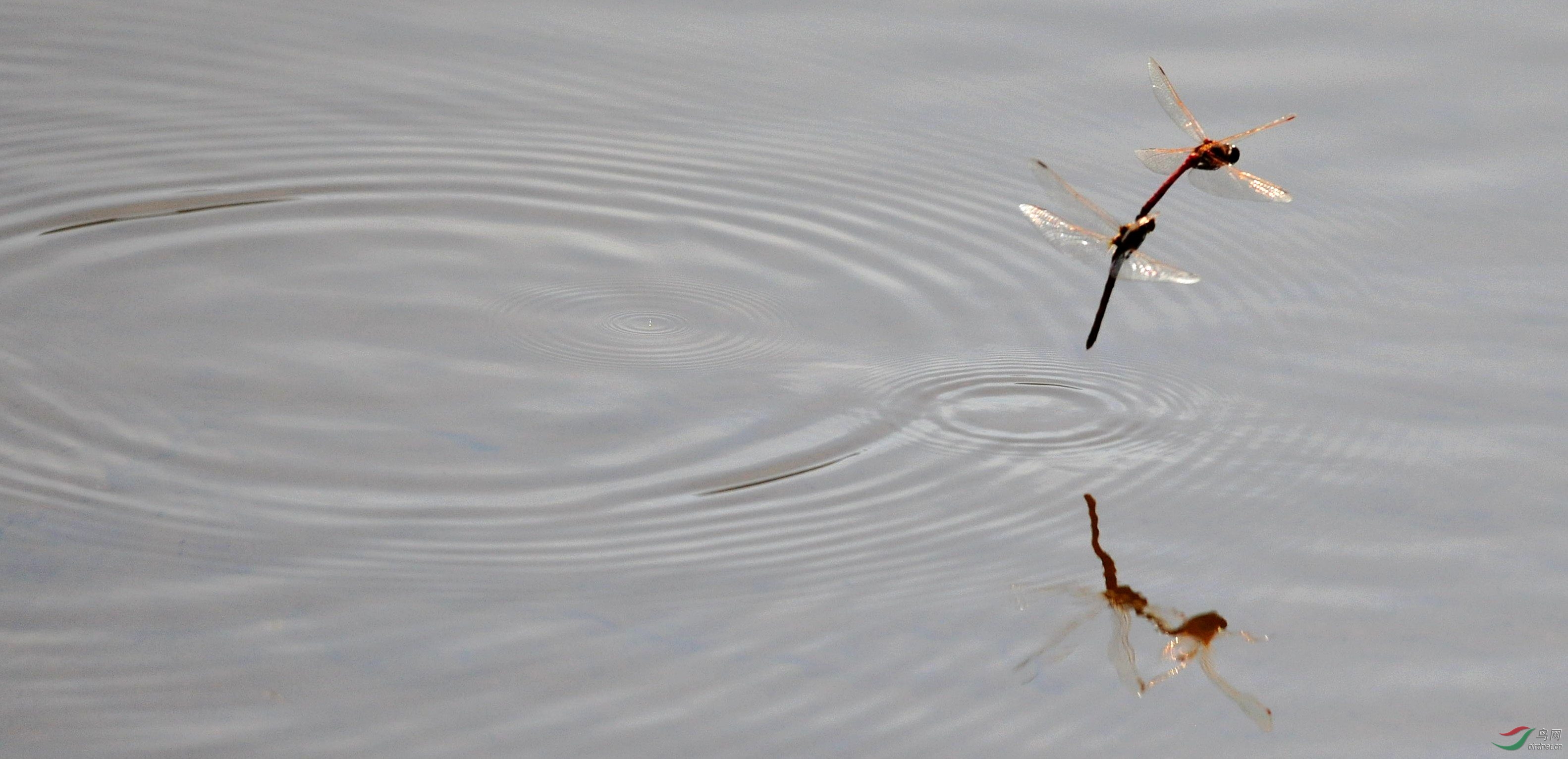蜻蜓戏水2