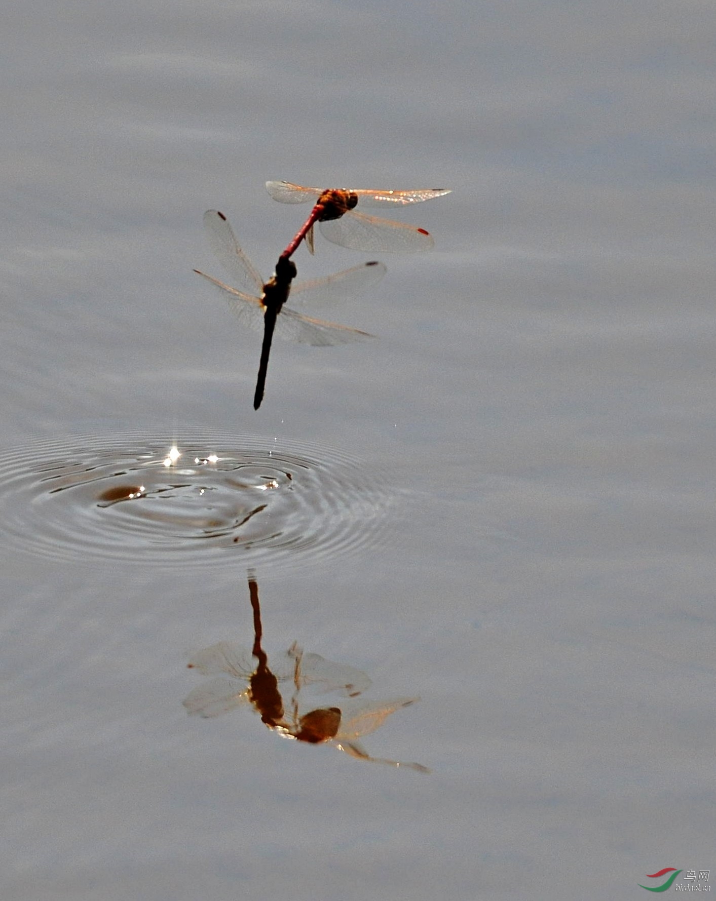 蜻蜓戏水2