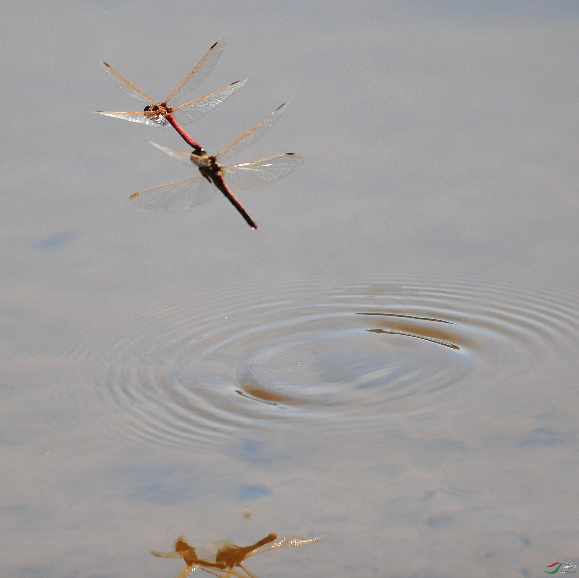蜻蜓戏水2