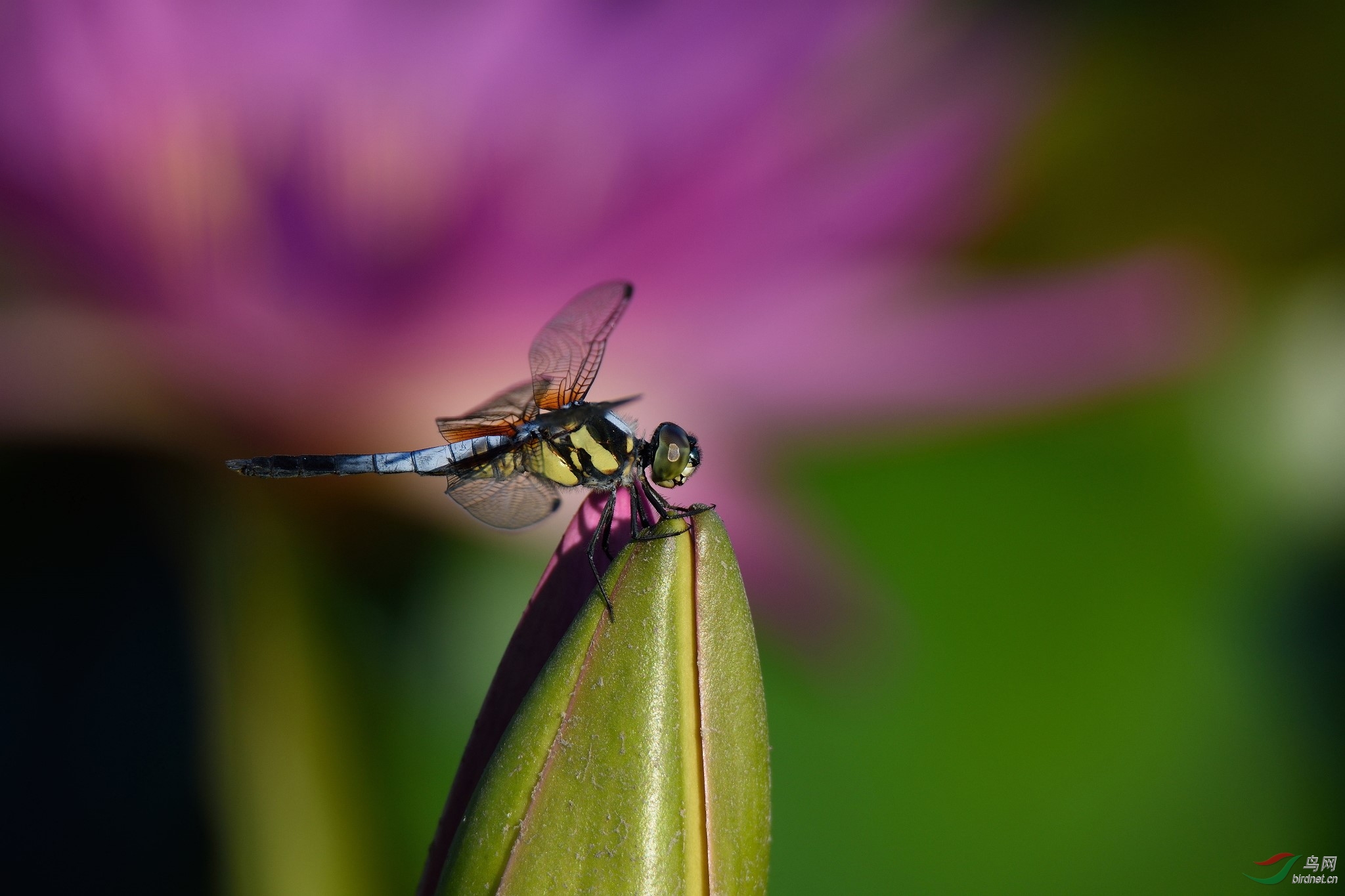DSC_1906.jpg