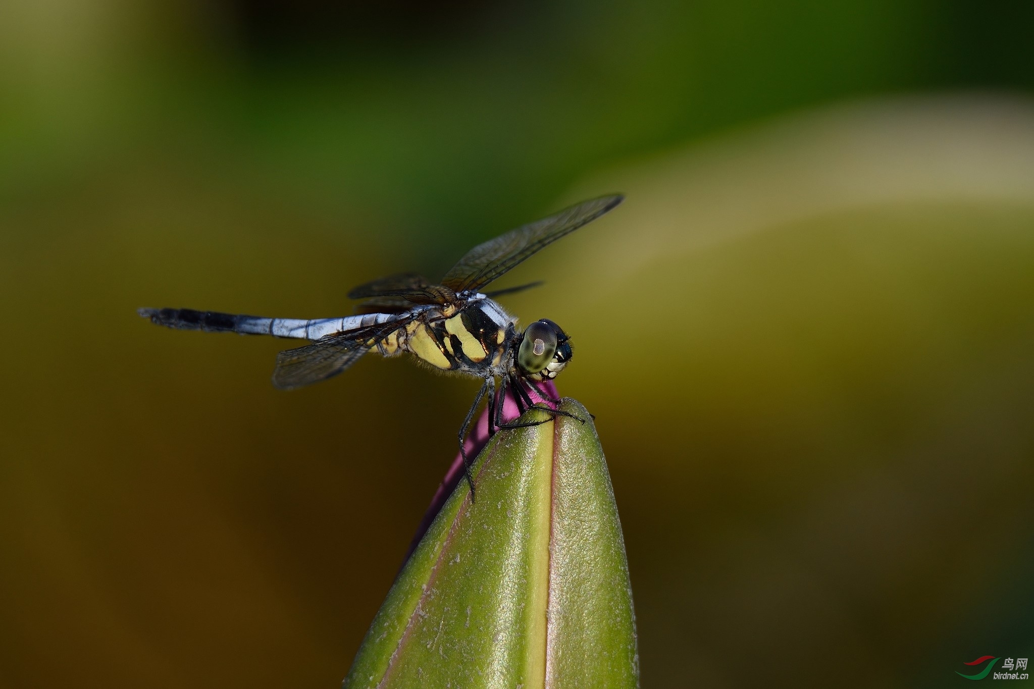DSC_1921.jpg