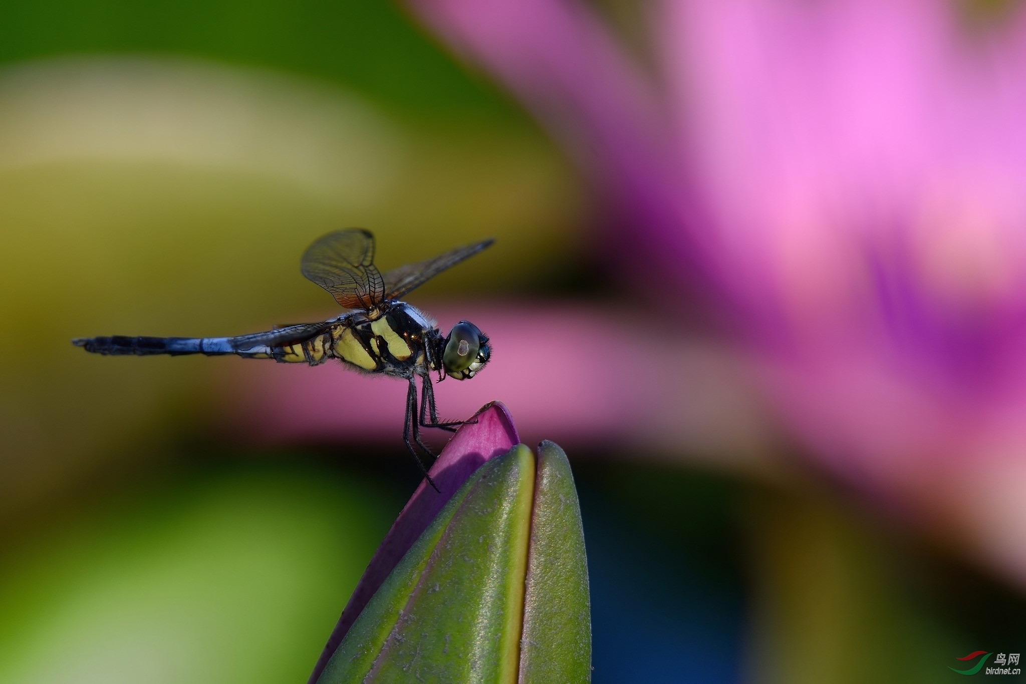 DSC_1939.jpg