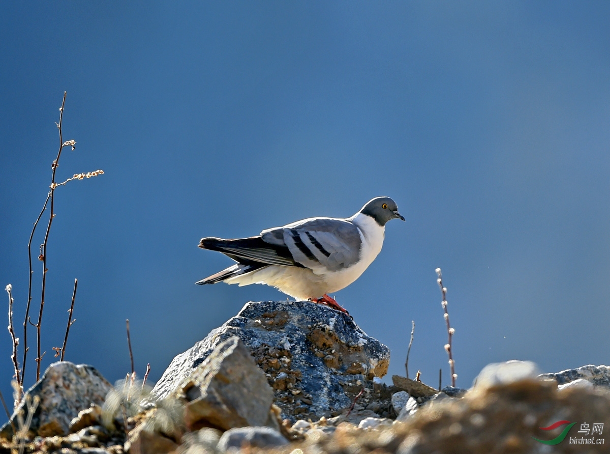 携圣洁与吉祥化身的雪鸽--贺香港版
