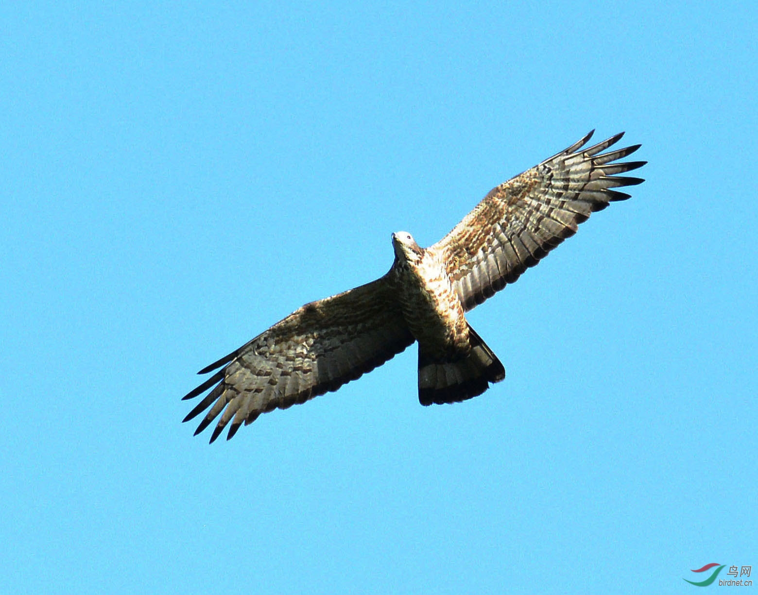 天坛上空的凤头蜂鹰