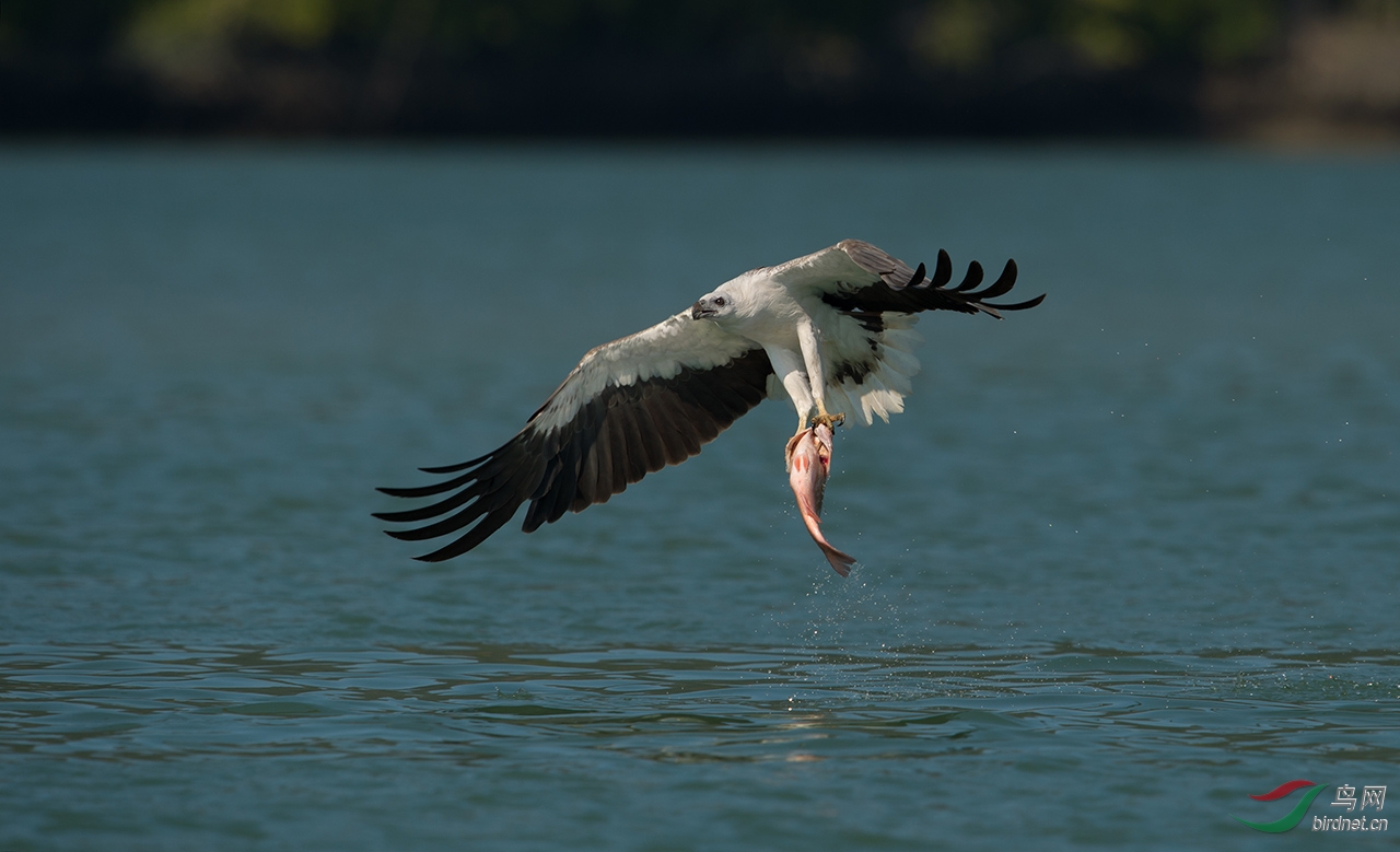 一组海雕捕鱼支持一下猛禽和陆禽版