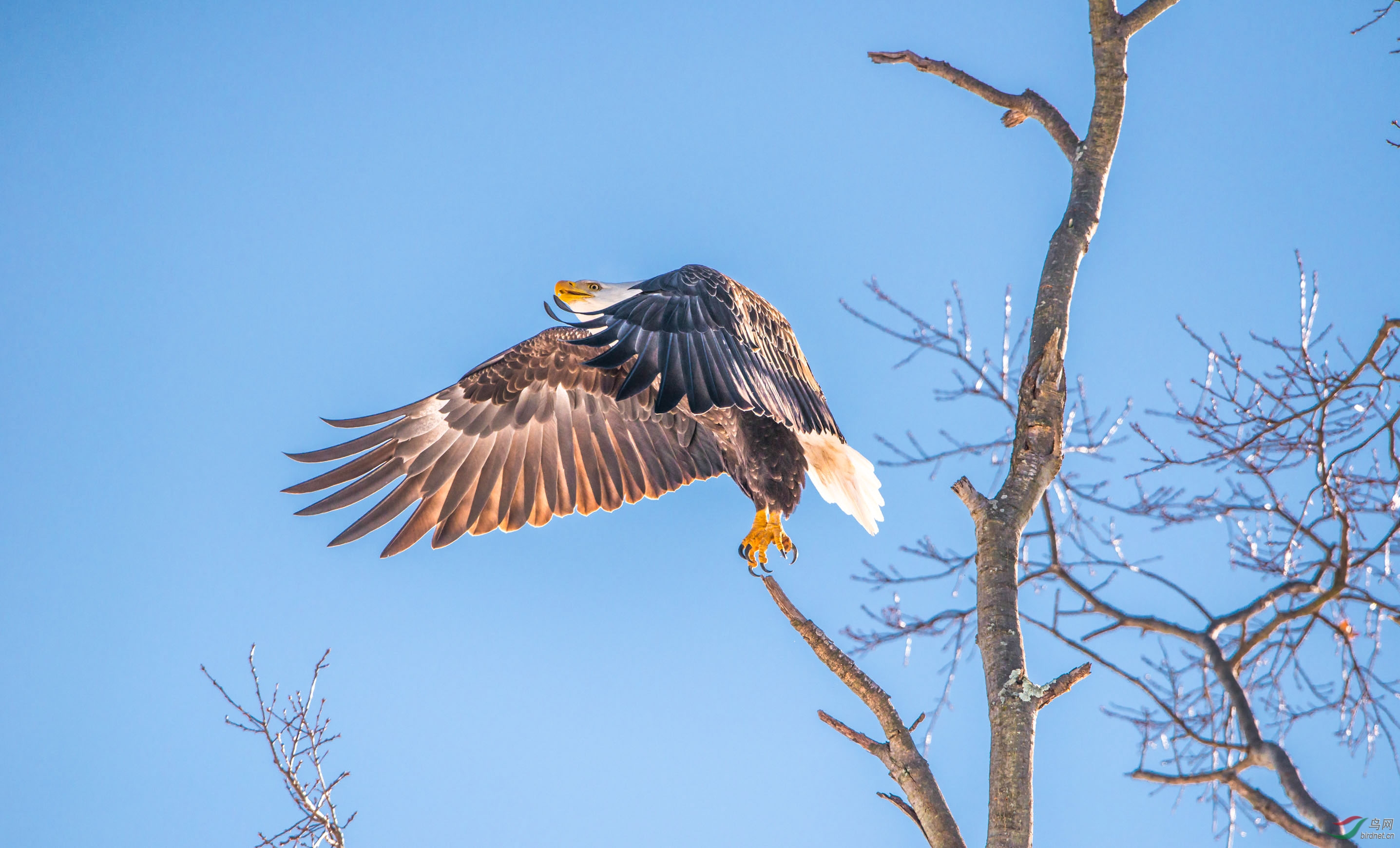 美国著名白头海雕拍摄点掠影9高清数毛版拍摄地普林斯顿
