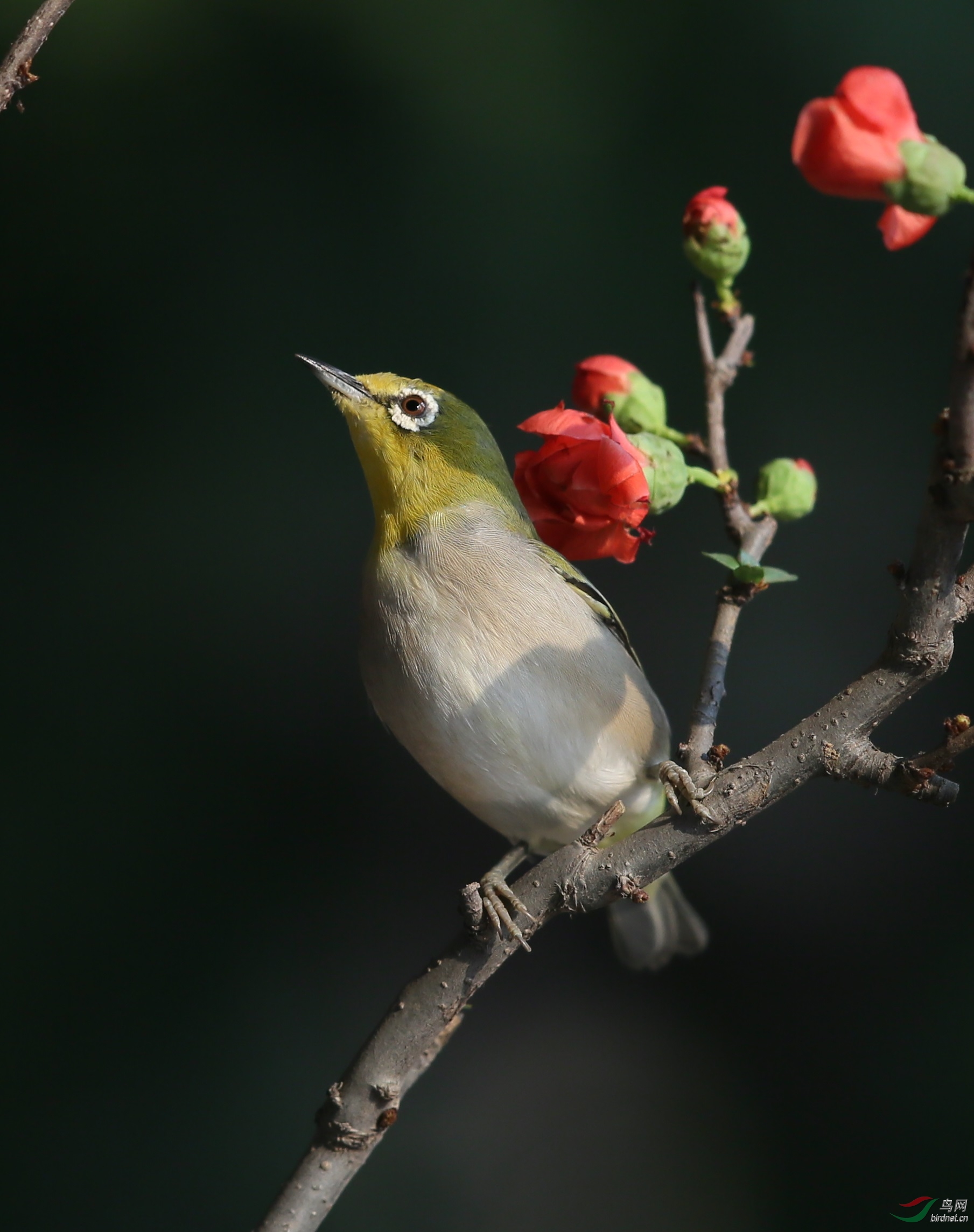 绣眼- 林鸟版 鸟网