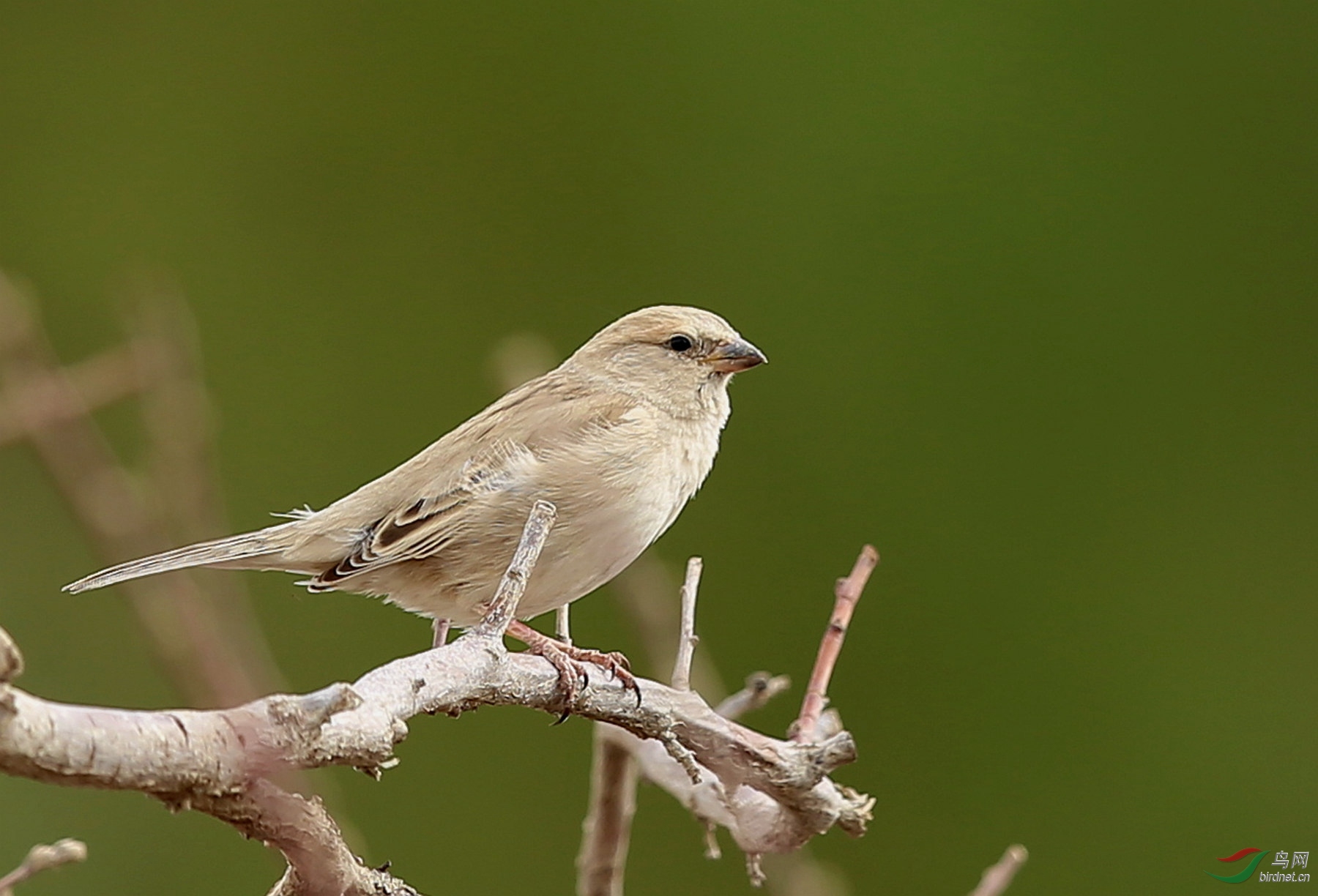 菜鸟之黑顶麻雀