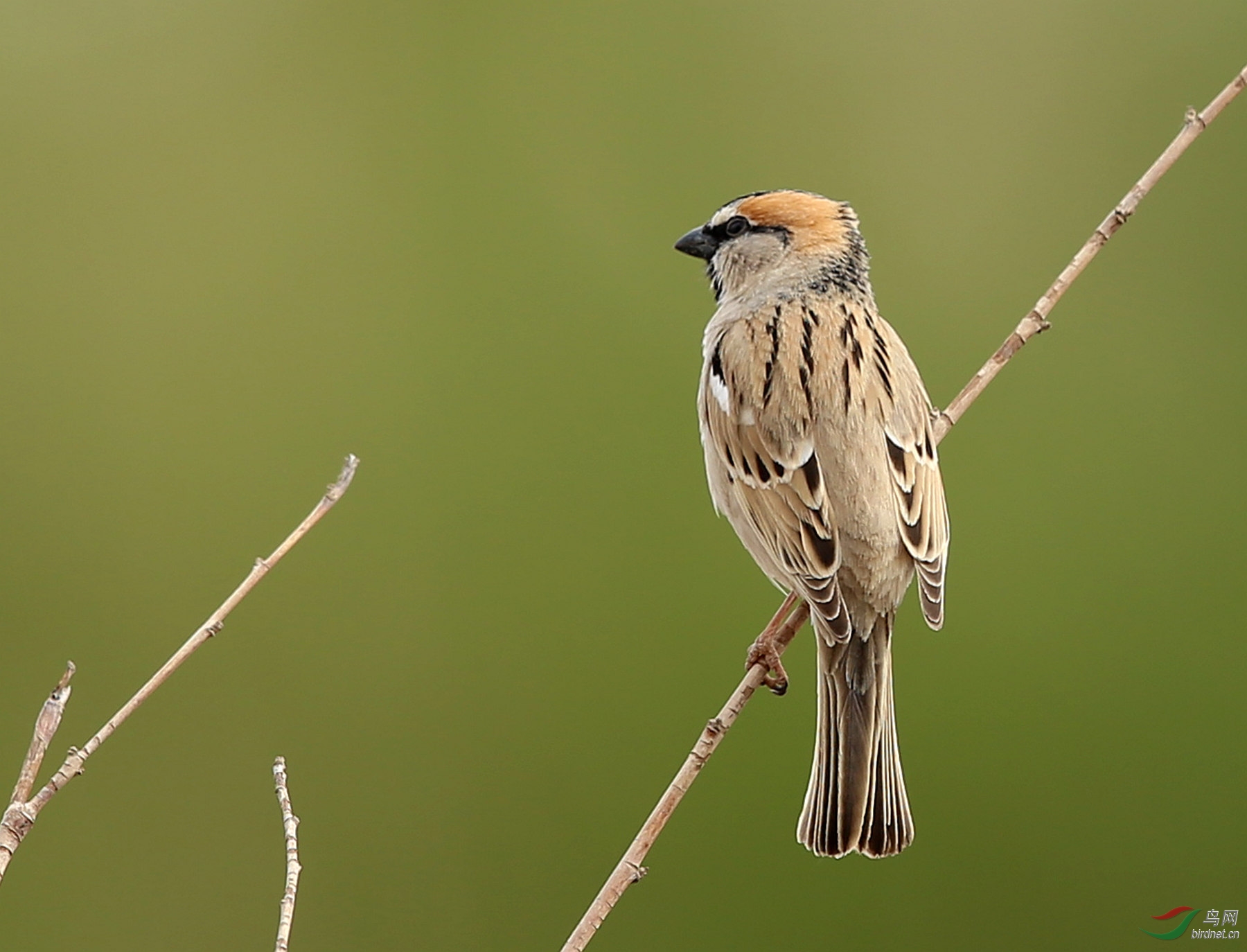 菜鸟之黑顶麻雀