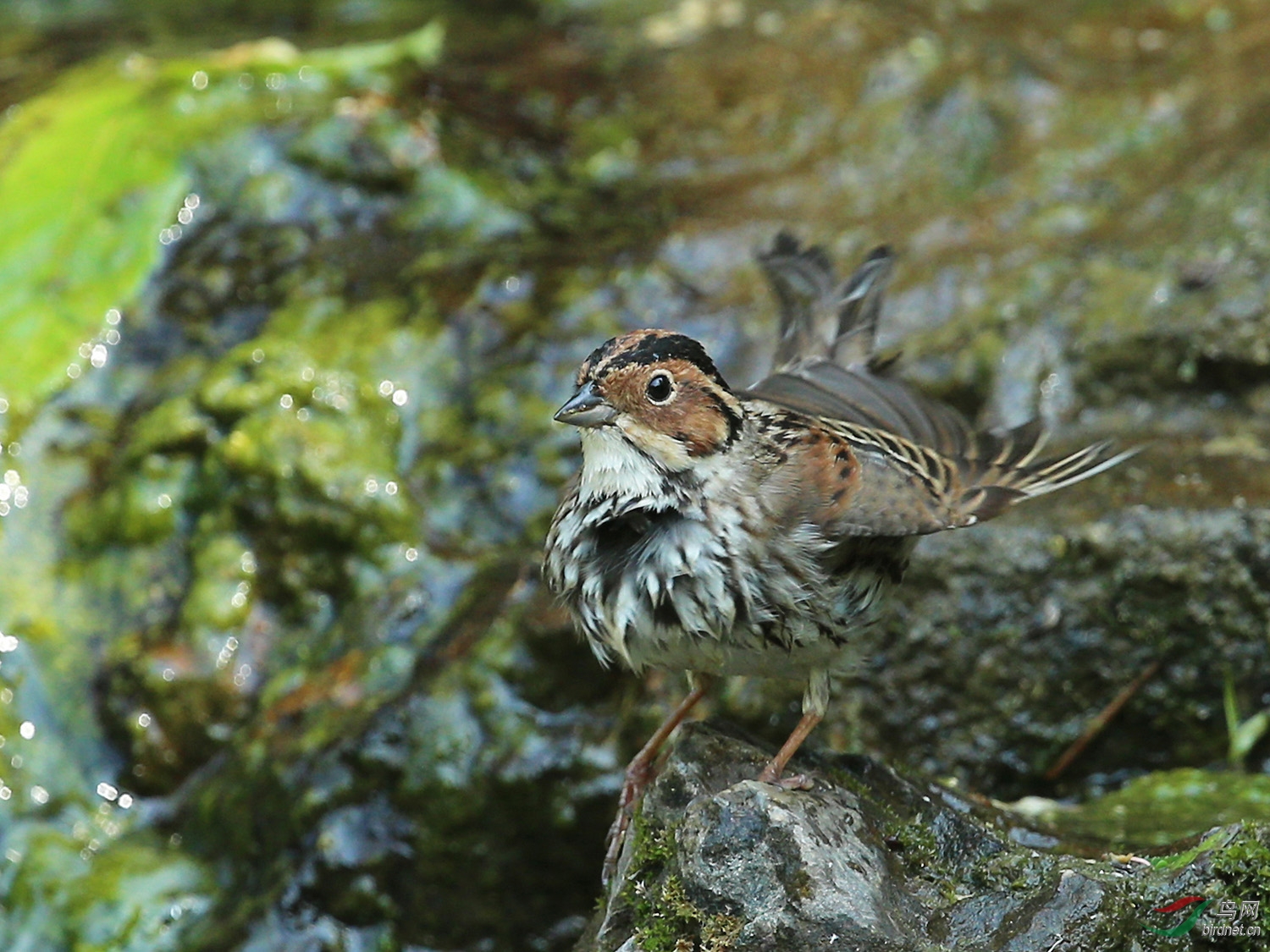 [林鸟] 小鹀--南植
