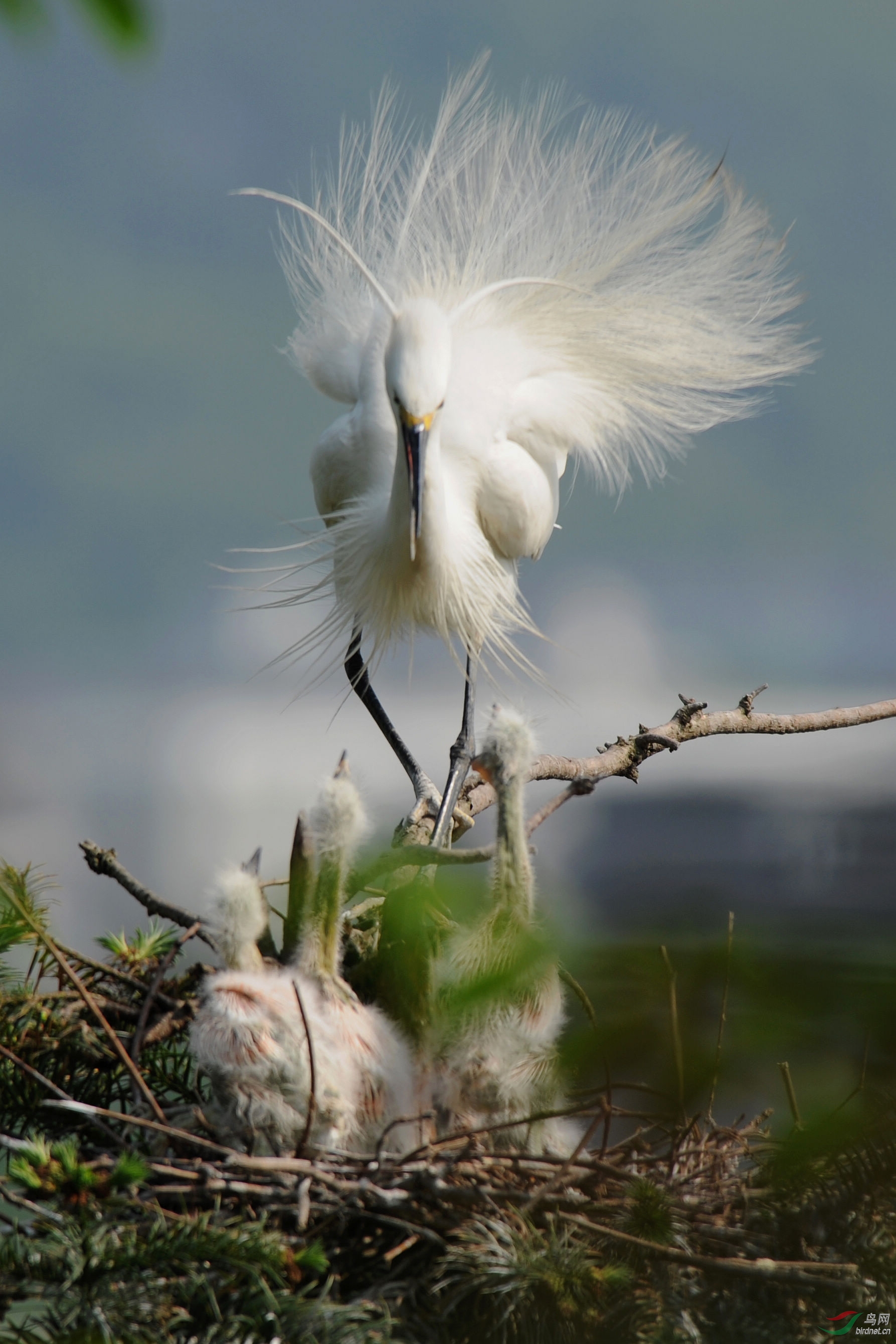白鹭开屏