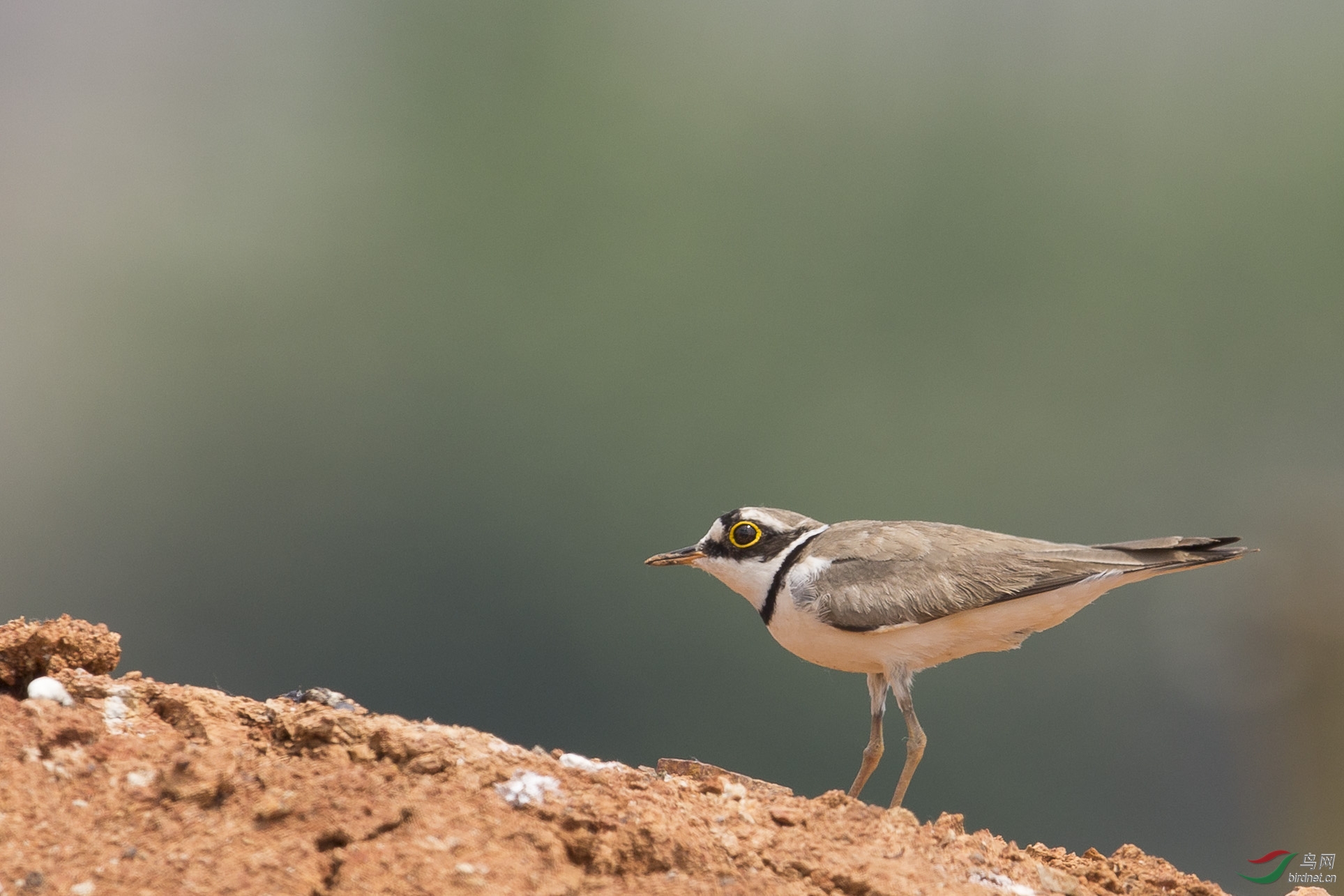 金框鹬 - 湖北版 hubei 鸟网