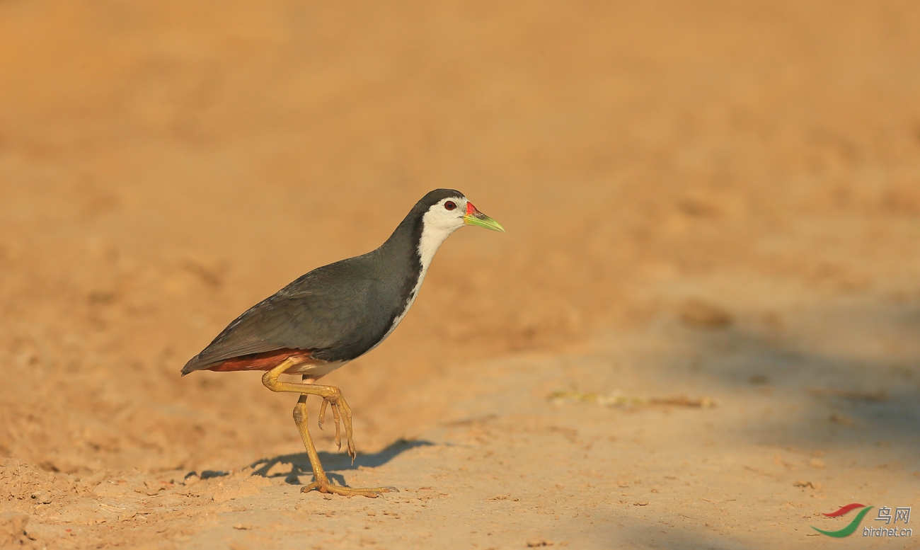 白胸苦恶鸟一组白胸苦恶鸟图六获鸟网首页每日精华