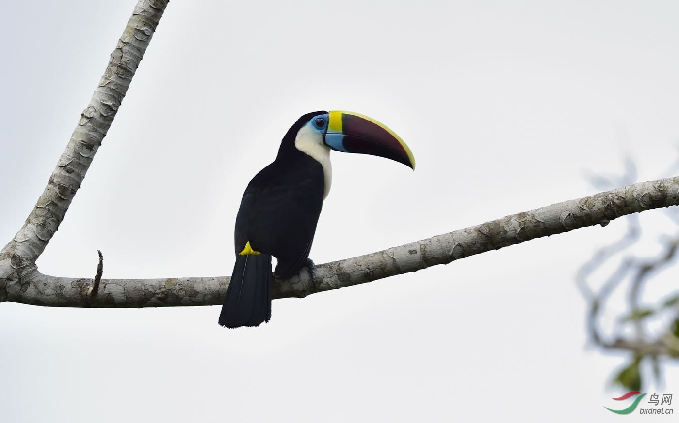 圭亚那动冠伞鸟在圭亚那拍的几种鸟