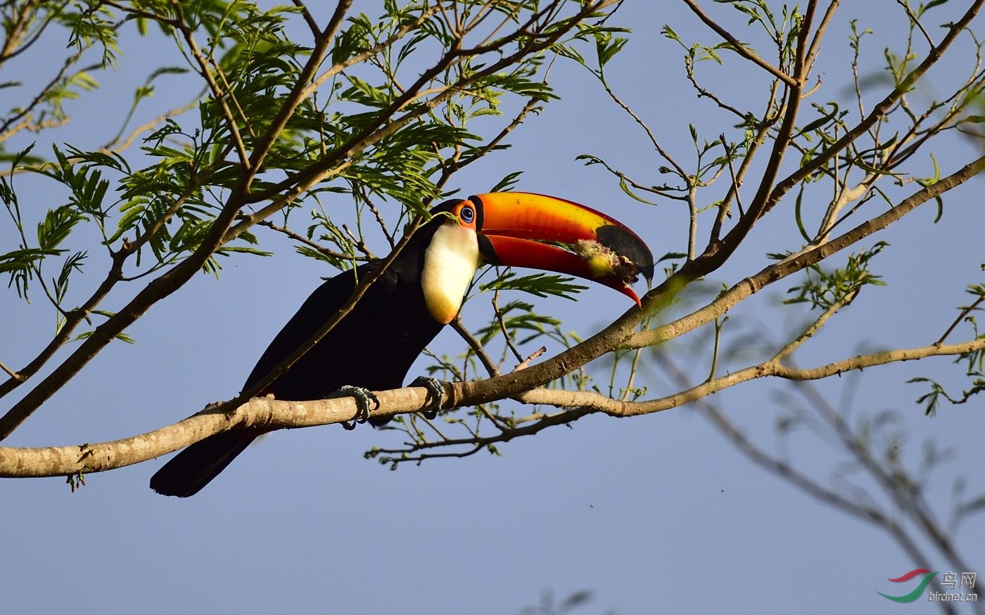 圭亚那动冠伞鸟在圭亚那拍的几种鸟