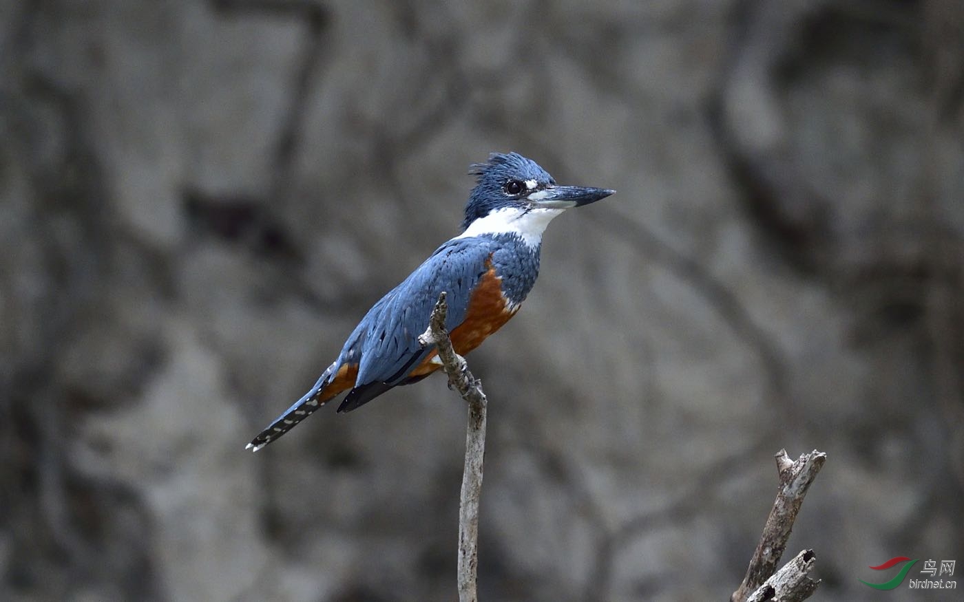 DSC_9779.jpg