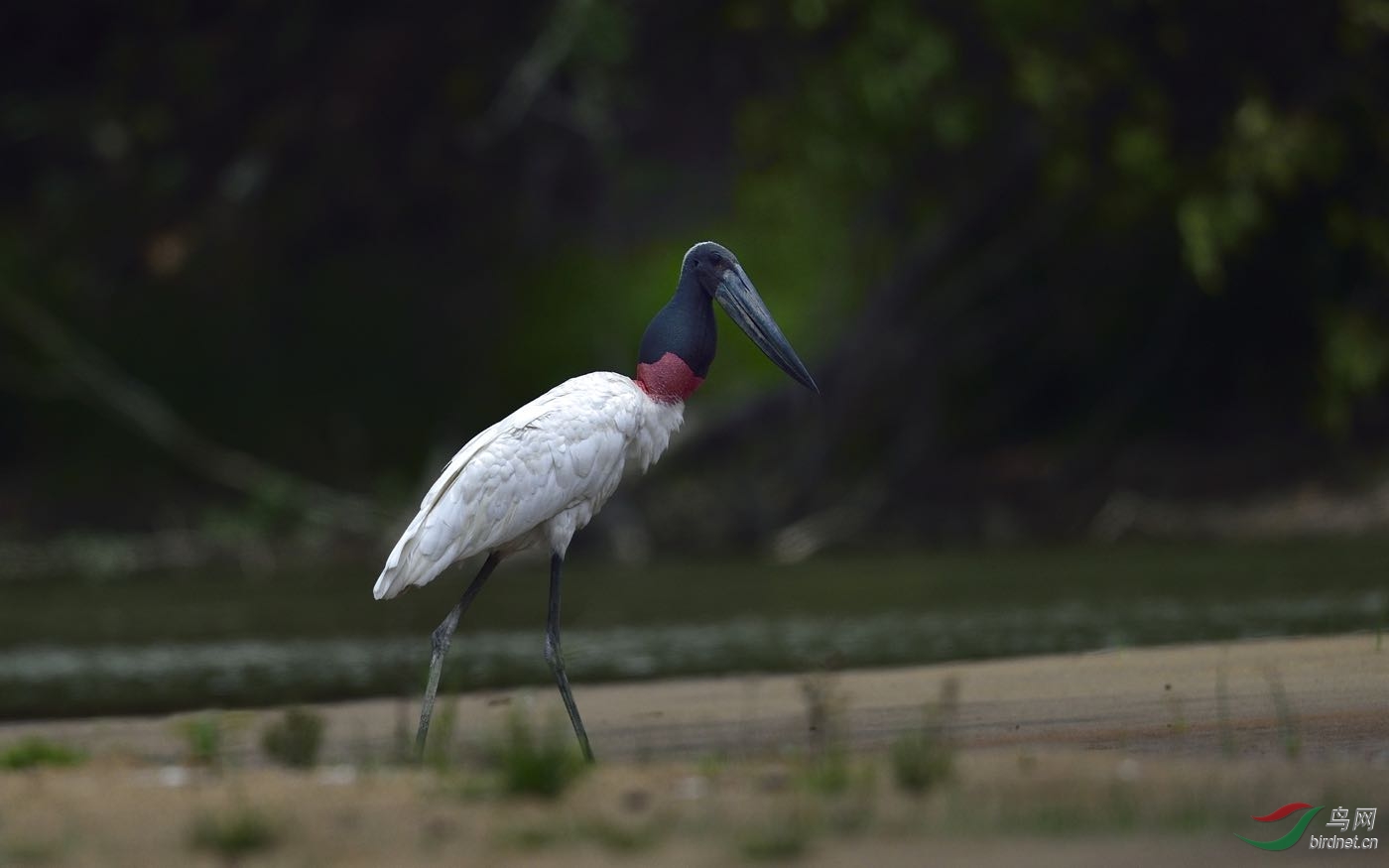 圭亚那动冠伞鸟在圭亚那拍的几种鸟