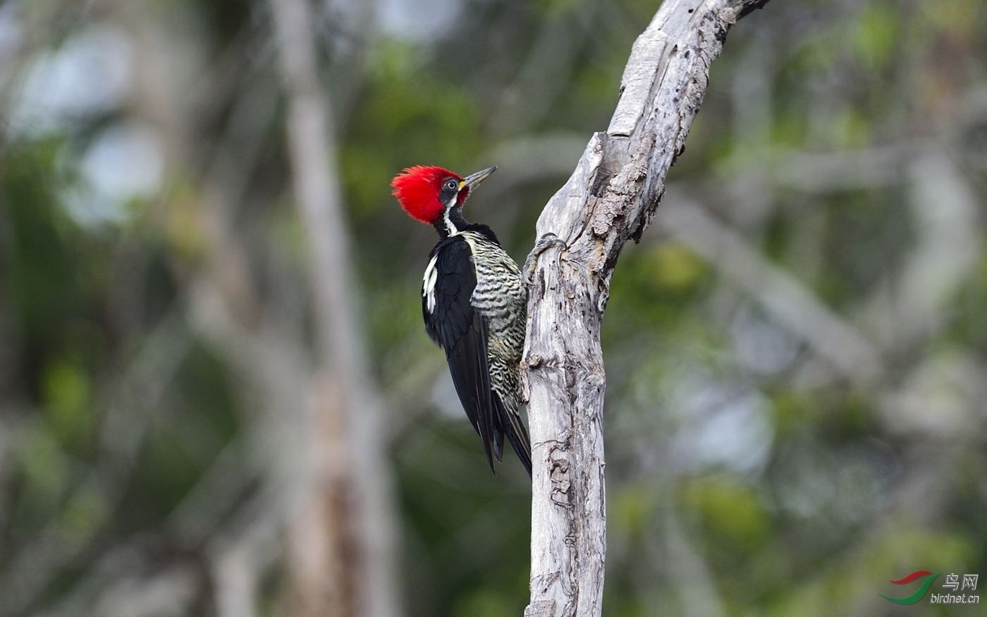 圭亚那动冠伞鸟在圭亚那拍的几种鸟