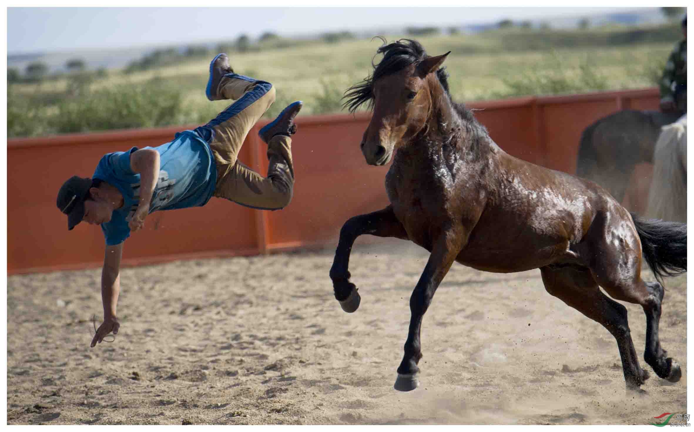 一组驯马落马图