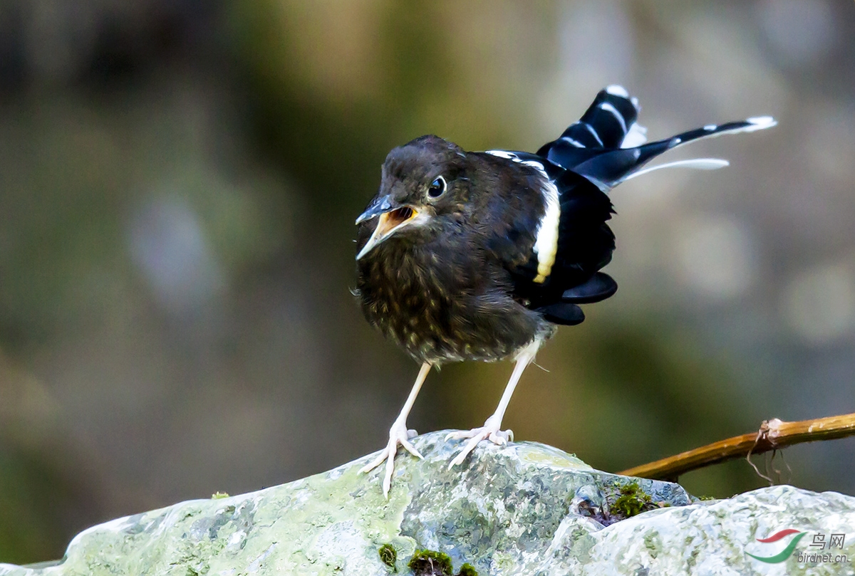 邻家有女初长成——白冠燕尾亚成鸟