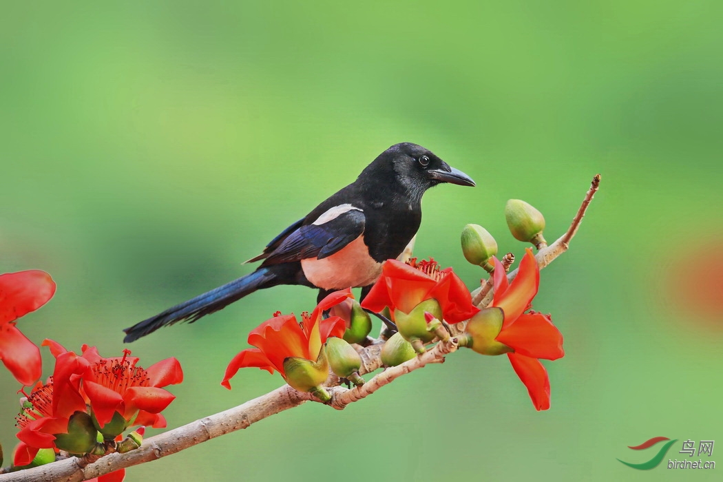 英雄树上的喜鹊