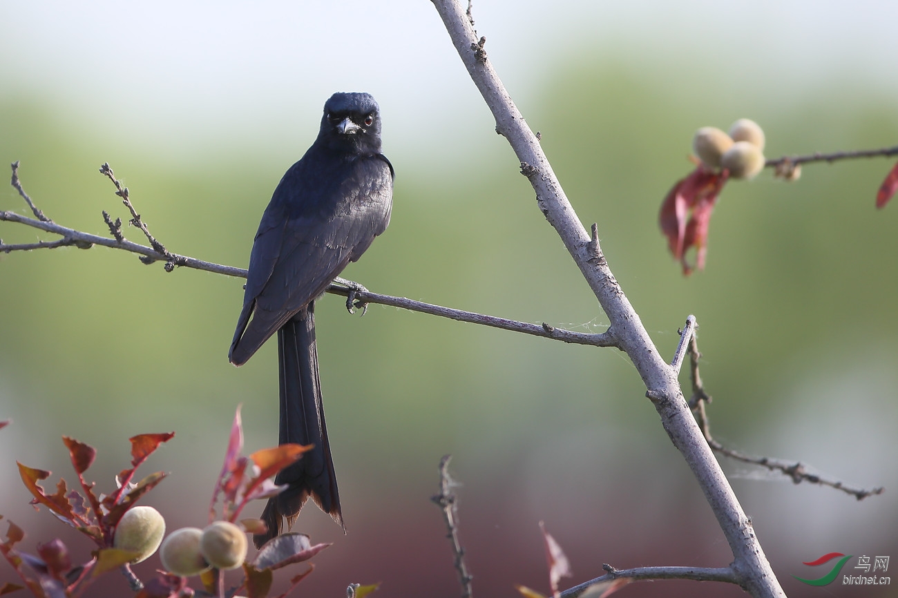 西安湖鸟类统计贴(不断跟帖添加中……)