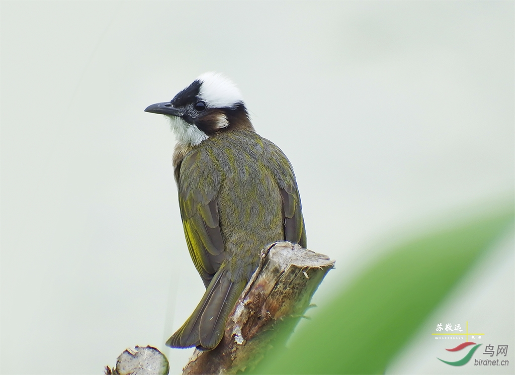 常见鸟——白头鹎