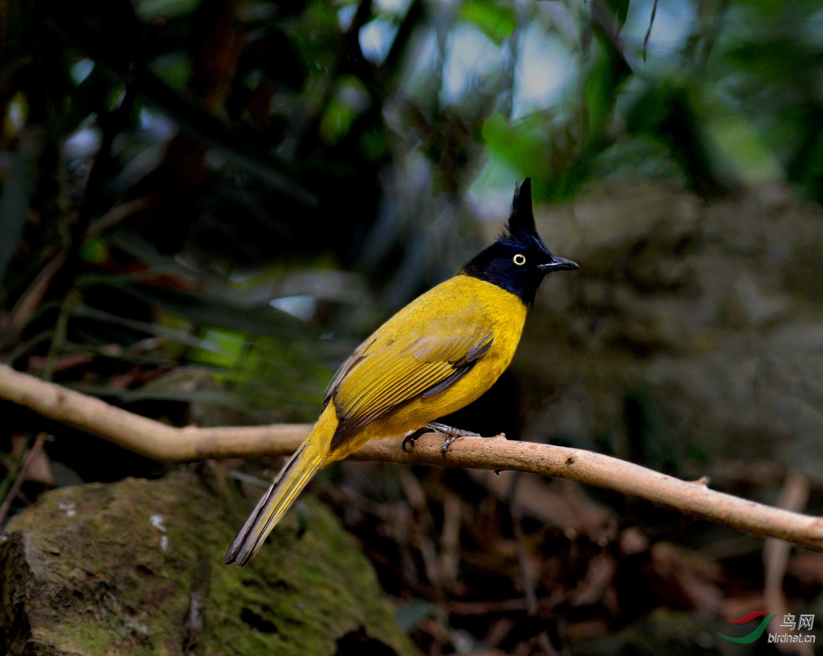 黑冠黄鹎