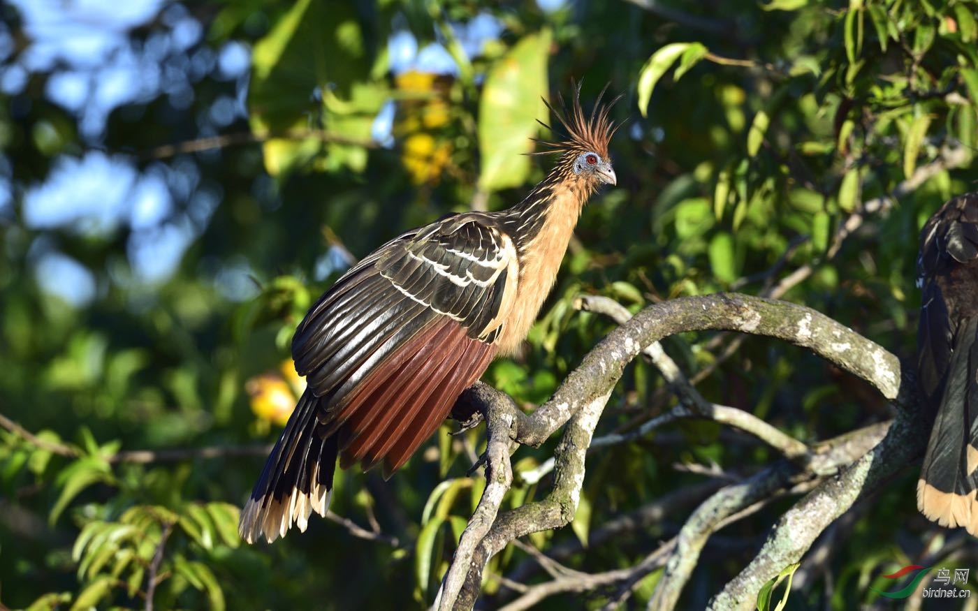 圭亚那动冠伞鸟在圭亚那拍的几种鸟