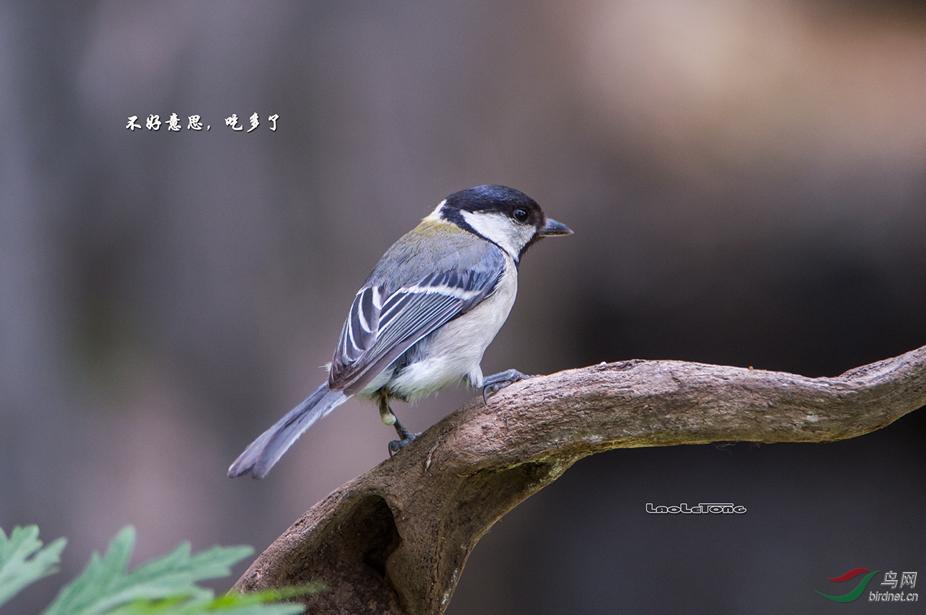 普通小鸟-大山雀