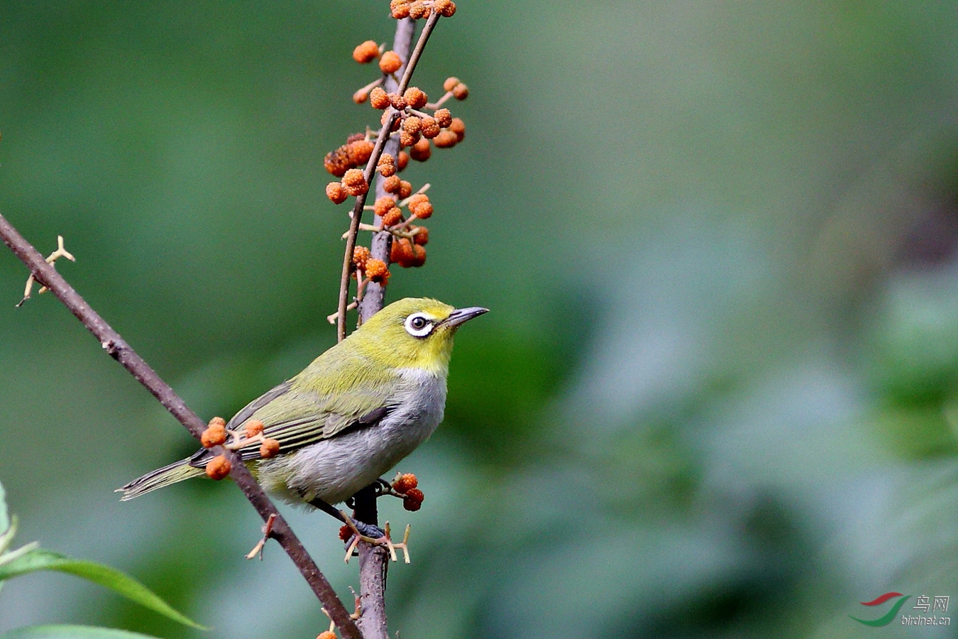 绣眼的另爱麻柳果