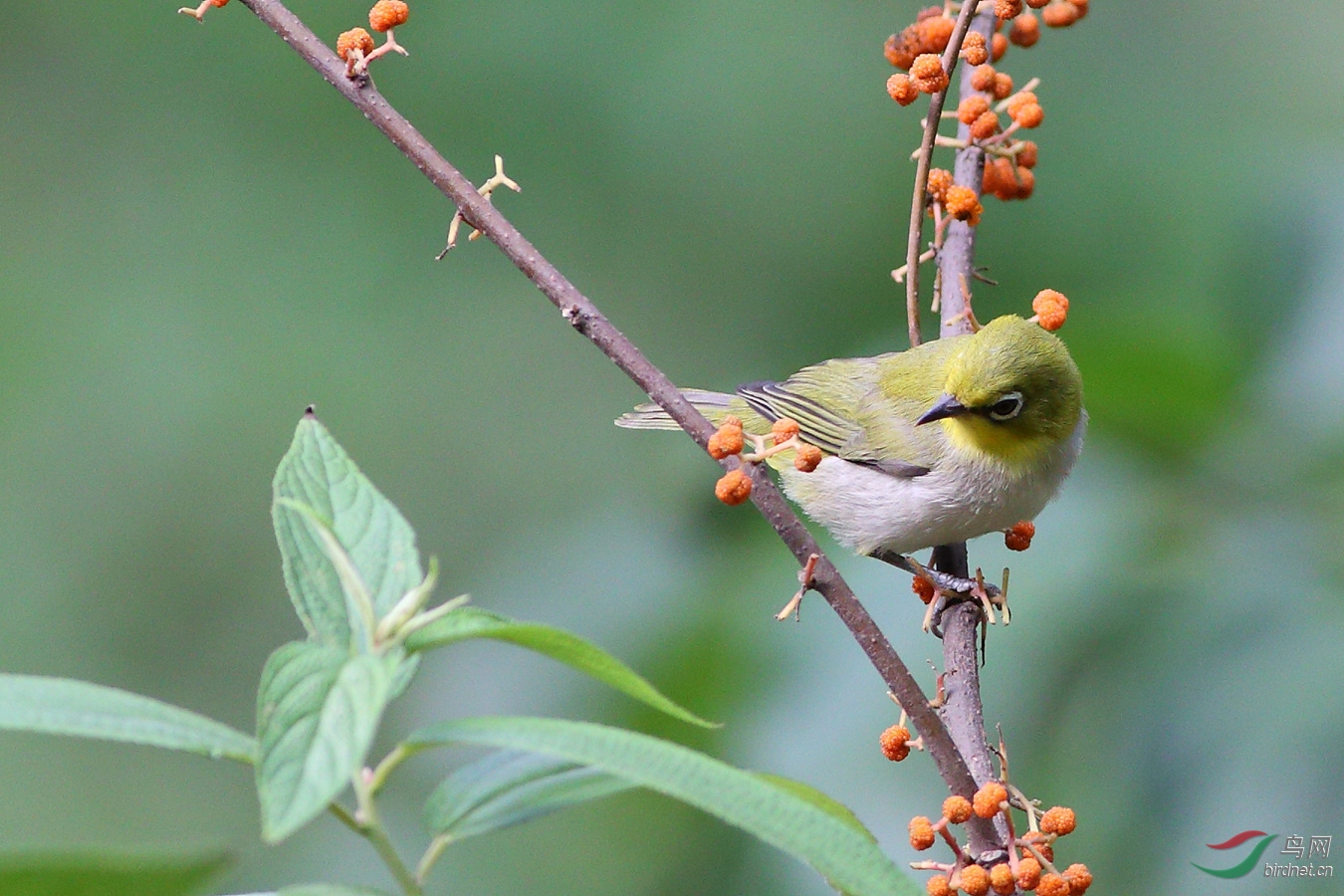 绣眼的另爱麻柳果