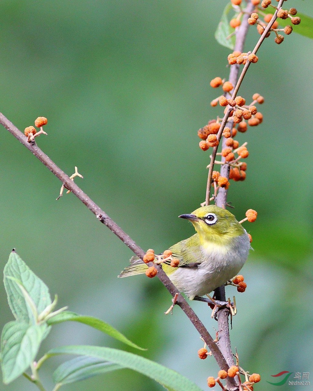 绣眼的另爱麻柳果