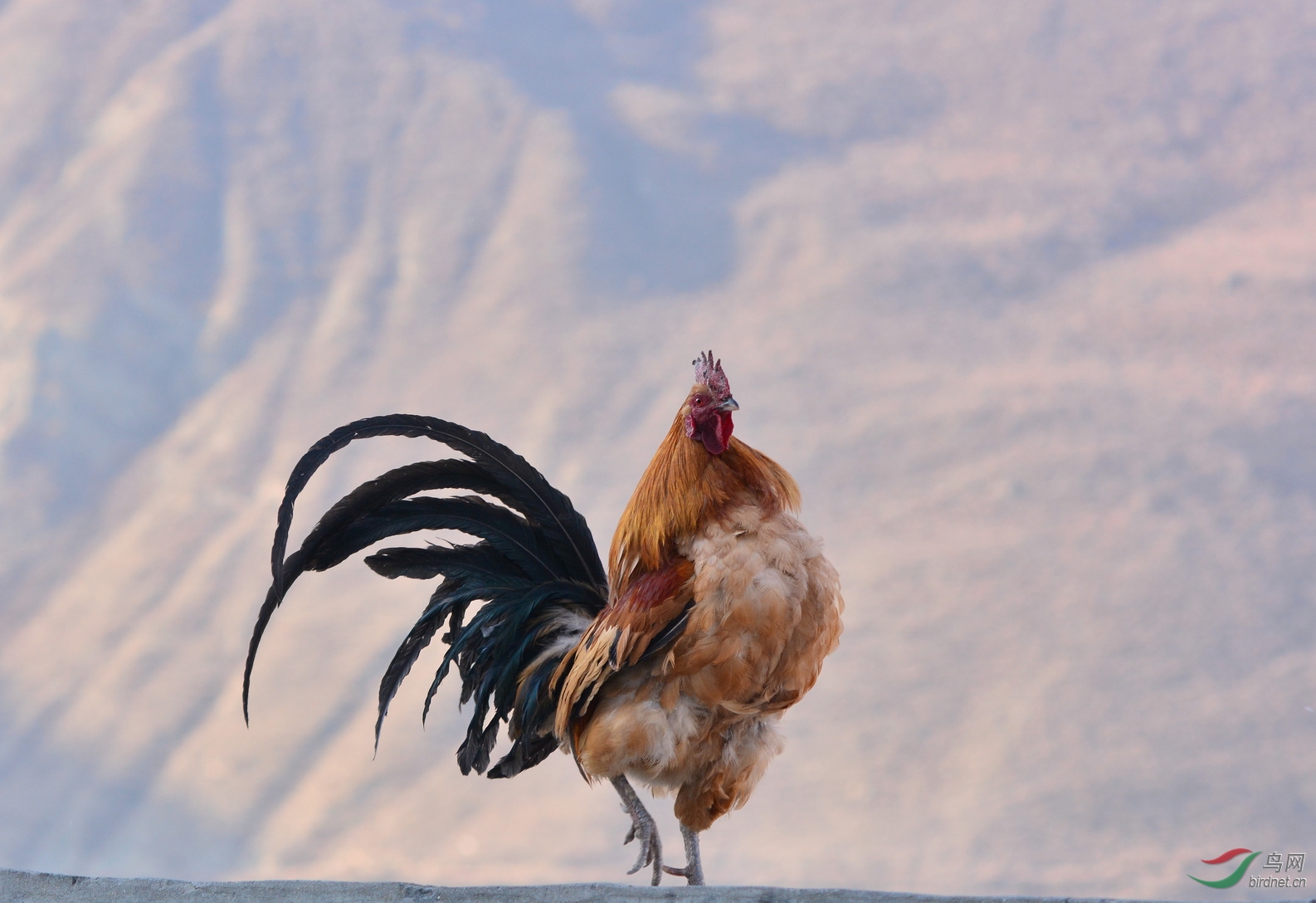 雄鸡一叫天下明