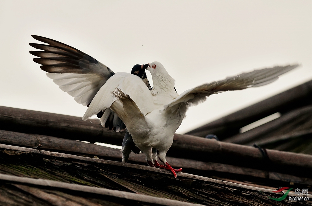 比翼合鸟是为鸽
