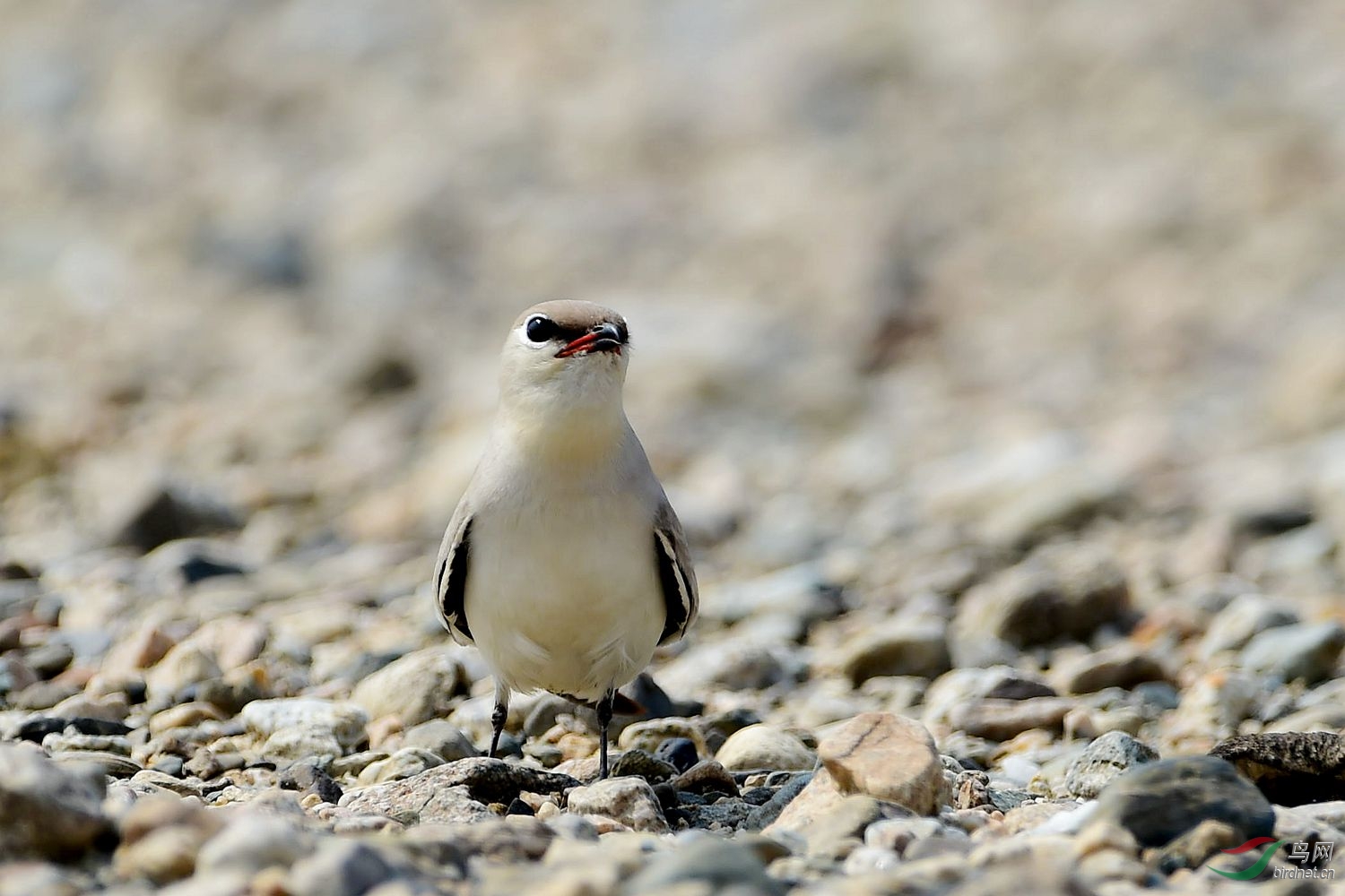 云南盈江拍摄黄嘴河燕鸥灰燕鸻告知