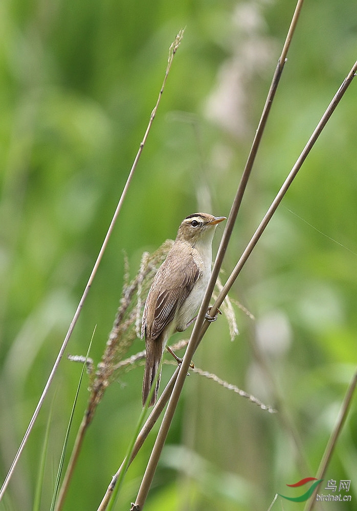 苇莺