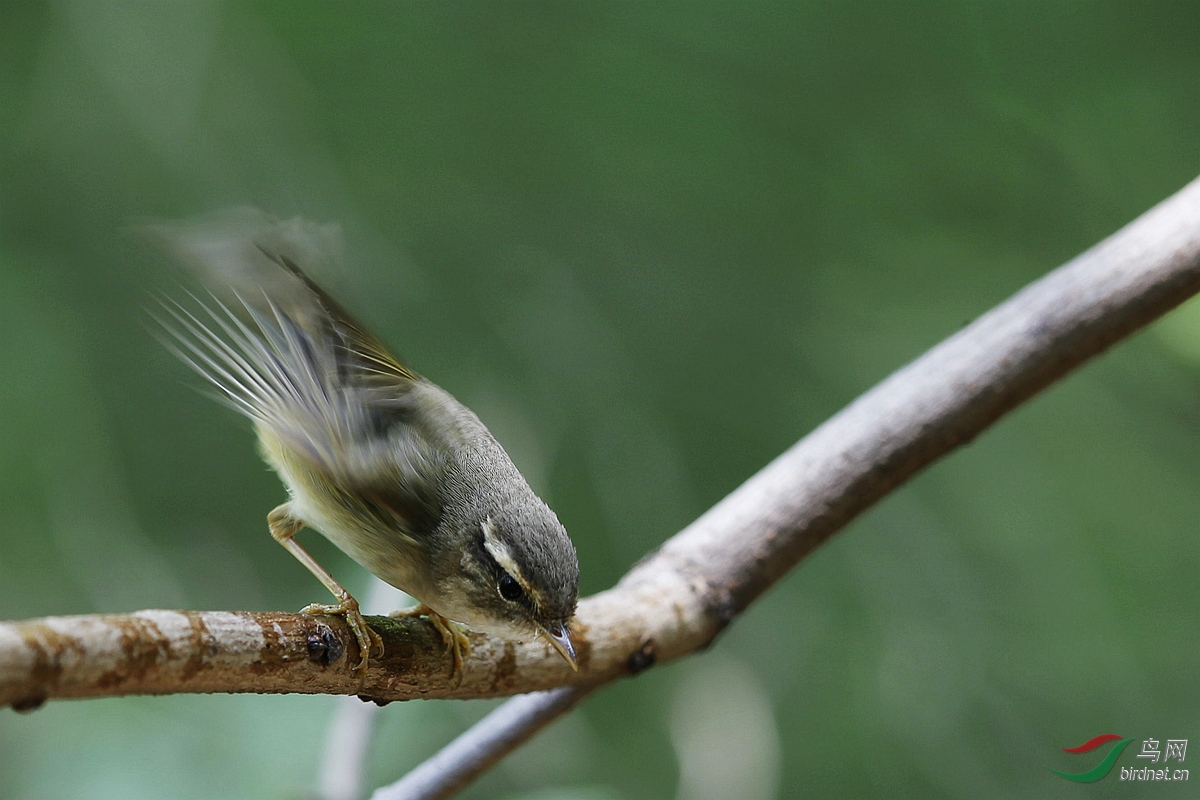 白眉柳莺