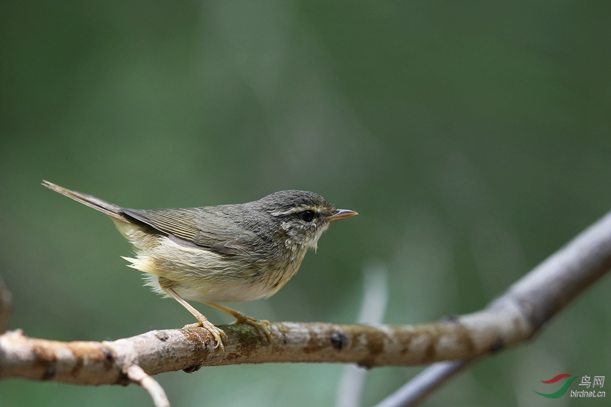 白眉柳莺