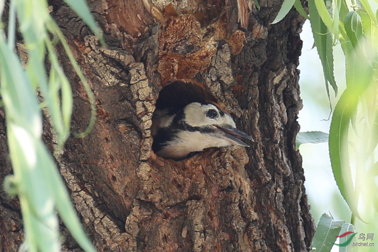 习作小啄木鸟在树洞中